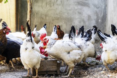 Darı ahşap yalak üzerinden yemek yerli beyaz, siyah ve kahverengi tavuk. Üstten Görünüm