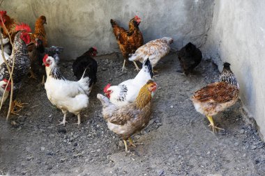 Darı ahşap yalak üzerinden yemek yerli beyaz, siyah ve kahverengi tavuk. Üstten Görünüm