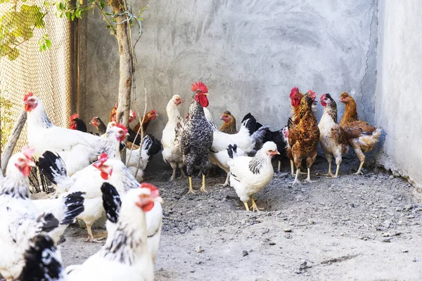 나무 구 유에서 기장을 먹는 국내 흰색, 검은색, 갈색 닭. 상위 뷰 — 스톡 사진