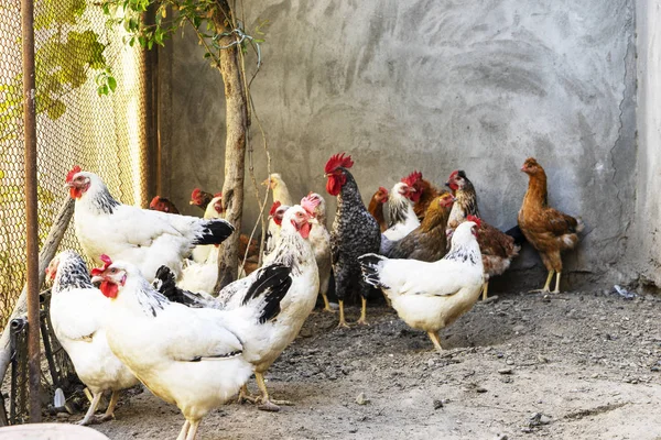 Frango doméstico branco, preto e marrom comendo painço de um cocho de madeira. Vista superior — Fotografia de Stock