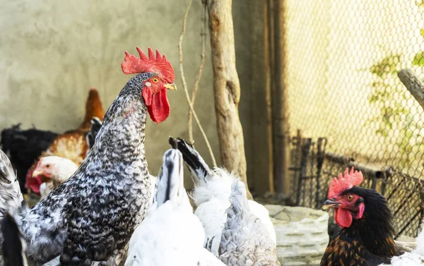 Frango doméstico branco, preto e marrom comendo painço de um cocho de madeira. Vista superior — Fotografia de Stock