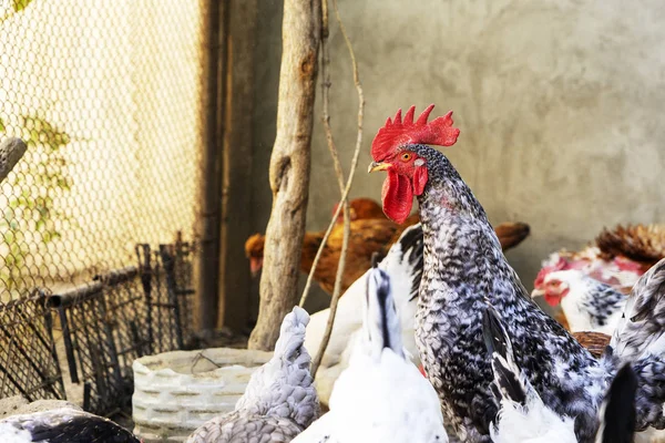 나무 구 유에서 기장을 먹는 국내 흰색, 검은색, 갈색 닭. 상위 뷰 — 스톡 사진