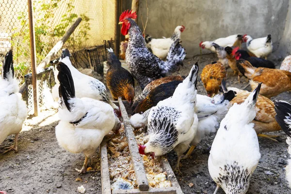 国内的白色、 黑色和棕色鸡吃小米从木槽。顶视图 — 图库照片