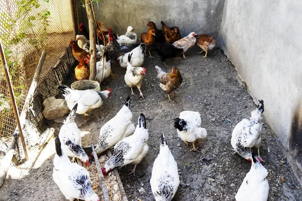 Inhemska vita, svarta och bruna kyckling äta hirs från en trä tråg. Ovanifrån — Stockfoto