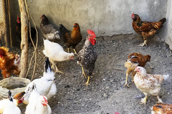 Inhemska vita, svarta och bruna kyckling äta hirs från en trä tråg. Ovanifrån — Stockfoto