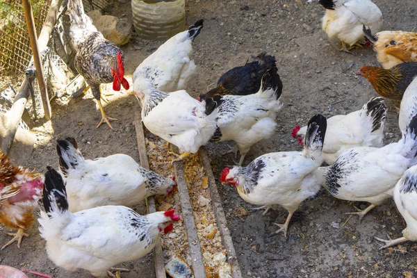 Darı ahşap yalak üzerinden yemek yerli beyaz, siyah ve kahverengi tavuk. Üstten Görünüm — Stok fotoğraf