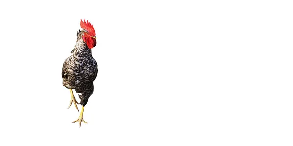 Kohout, kuře s černým a bílým peřím na bílém pozadí. — Stock fotografie