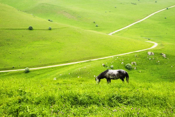 Herd Horses Grazing Green Meadow Caucasus Mountains — Stock Photo, Image