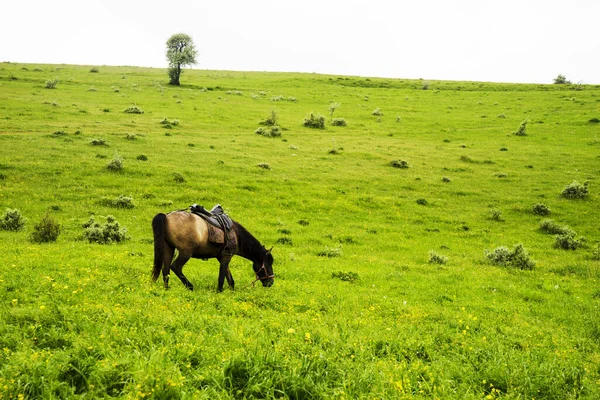 Herd Horses Grazing Green Meadow Caucasus Mountains — Stock Photo, Image