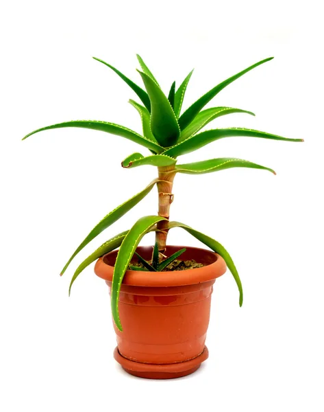 Aloe Vera Planta Uma Panela Isolada Fundo Branco Home Conceito — Fotografia de Stock