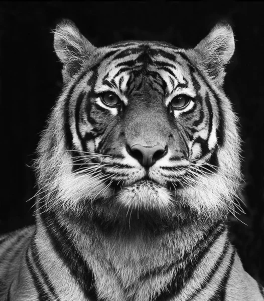 Portrait Noir Blanc Beau Tigre Sibérien Fort Contraste — Photo