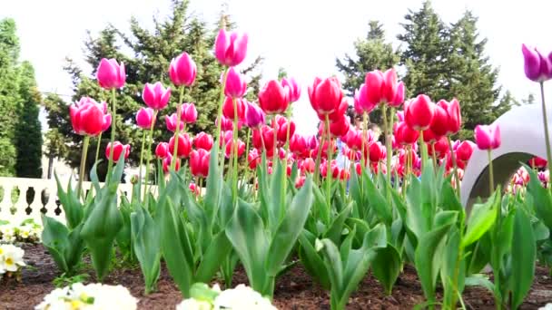 Rode mooie tulpen in het stadspark — Stockvideo