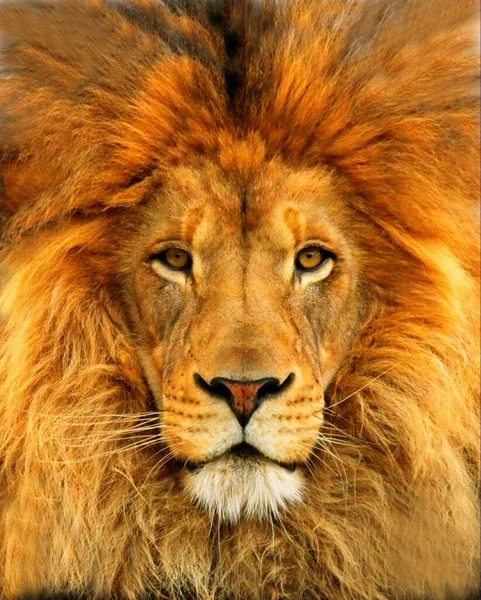 Primer plano hermoso retrato de un león africano. — Foto de Stock