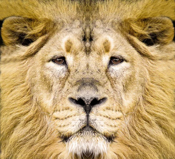 Primer plano hermoso retrato de un león africano. — Foto de Stock
