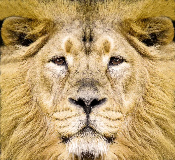 Closeup beautiful portrait of an African Lion. — Stock Photo, Image