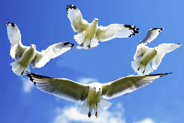 Beautiful seagulls fly in the blue sky.