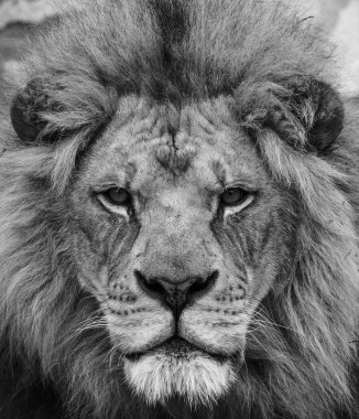 Güzel Afrika aslanının portresi. Siyah beyaz.