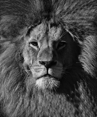 Güzel Afrika aslanının portresi. Siyah beyaz.