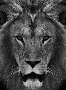 Güzel Afrika aslanının portresi. Siyah beyaz.