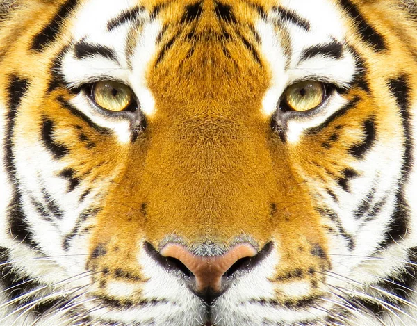 Magnifique portrait de tigre d'amur. Face de tigre. Panthera tigris altaica. — Photo