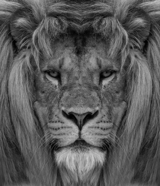 Портрет чудового африканського лева, чорного і білого. — стокове фото