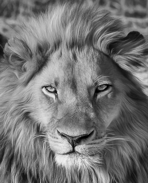 Retrato de hermoso león africano en blanco y negro — Foto de Stock
