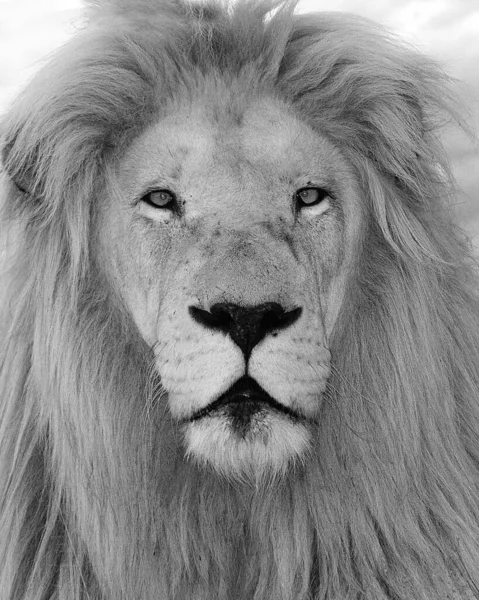 Ritratto di bellissimo leone africano in bianco e nero — Foto Stock