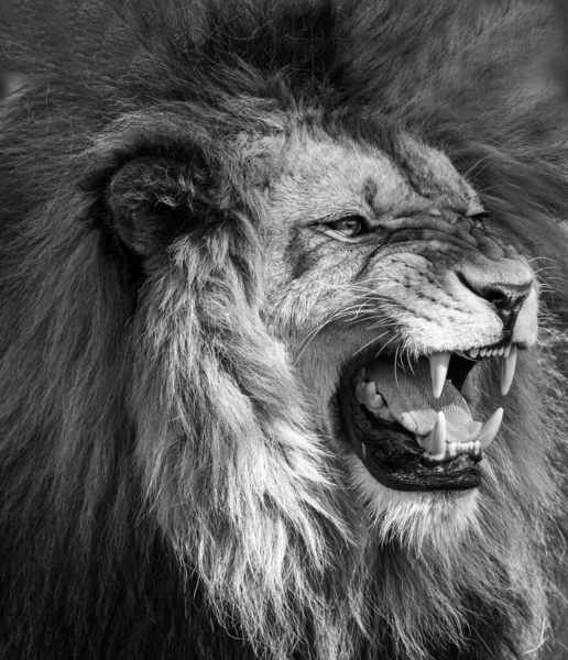 Portrait of beautiful African lionin black and white — Stock Photo, Image