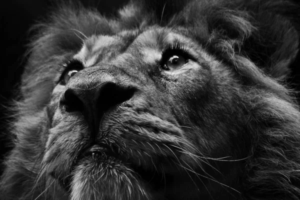 Портрет красивого африканского льва черно-белый — стоковое фото