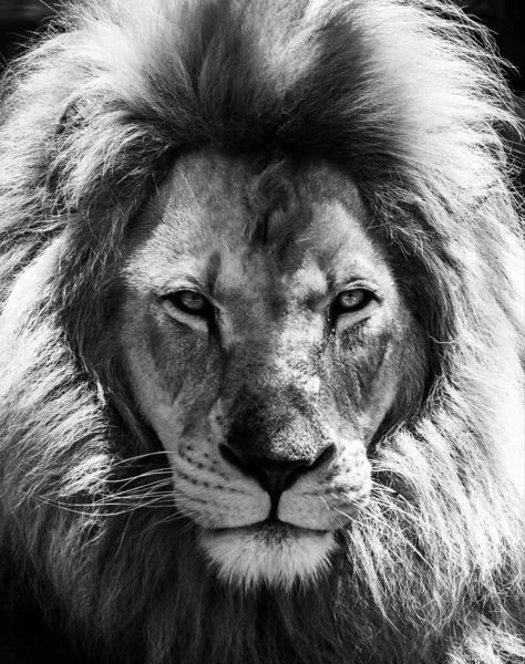 Portré gyönyörű afrikai oroszlán fekete-fehér — Stock Fotó