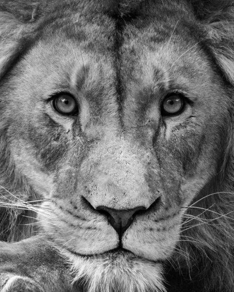 Portrait of beautiful African lionin black and white — Stock Photo, Image