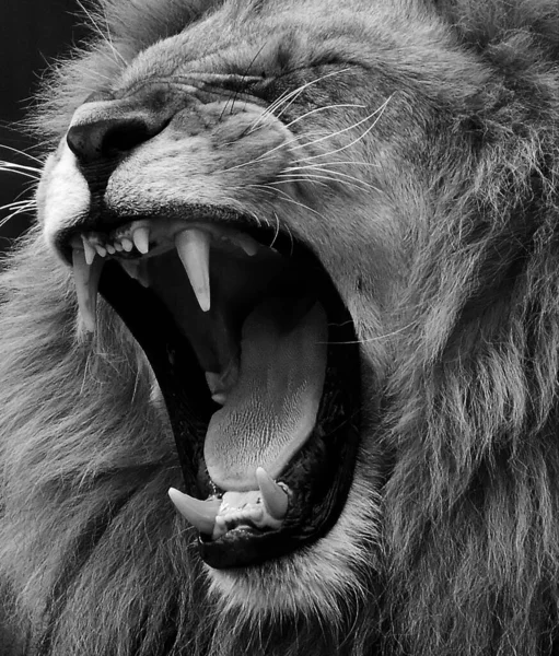 Портрет красивого африканского льва черно-белый — стоковое фото