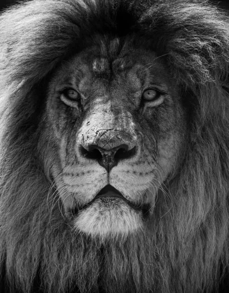 Portrait of beautiful African lionin black and white — Stock Photo, Image