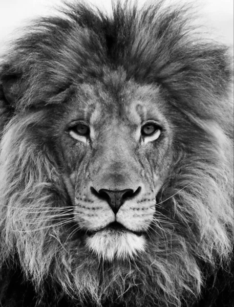 Portrait of beautiful African lionin black and white — Stock Photo, Image