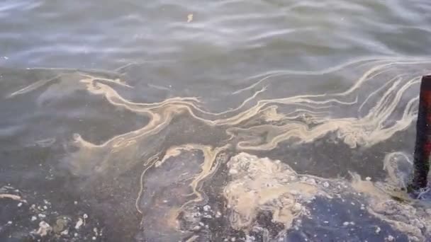 Taches d'huile à la surface de l'eau de la mer Caspienne.Bakou, Azerbaïdjan. La propreté de l'environnement, la protection de l'environnement . — Video