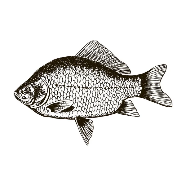 Carpa cruciana de pescado, aislada en blanco y negro, vista lateral . — Vector de stock
