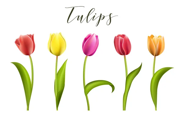 Set de cinco tulipanes de diferentes colores aislados — Vector de stock