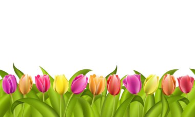 Beyaz ile kopya yer-in taze kırmızı ve turuncu bahar Lale yeşil yaprakları ile izole sınırında