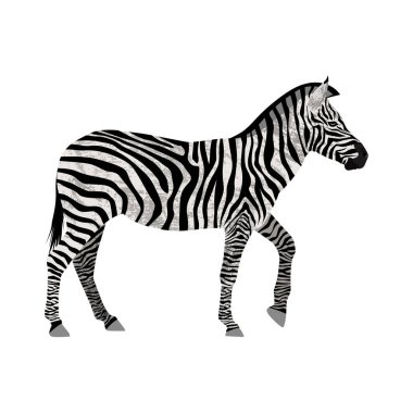 zebra beyaz izole