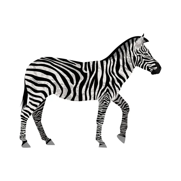 Zebra izolovaných na bílém — Stockový vektor