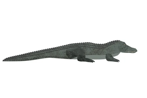 Пресноводный крокодил изолирован на белом фоне, отрезая путь. — стоковый вектор