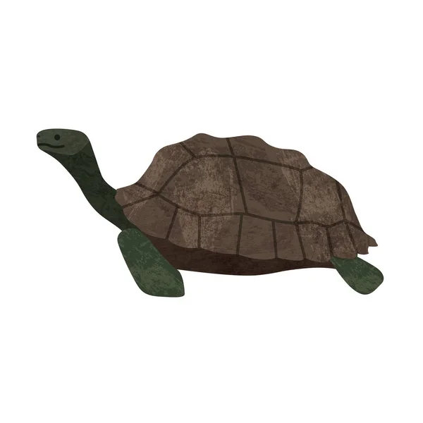 Seeschildkröte Tier Ikone Vektor Illustration Grafik Design — Stockvektor
