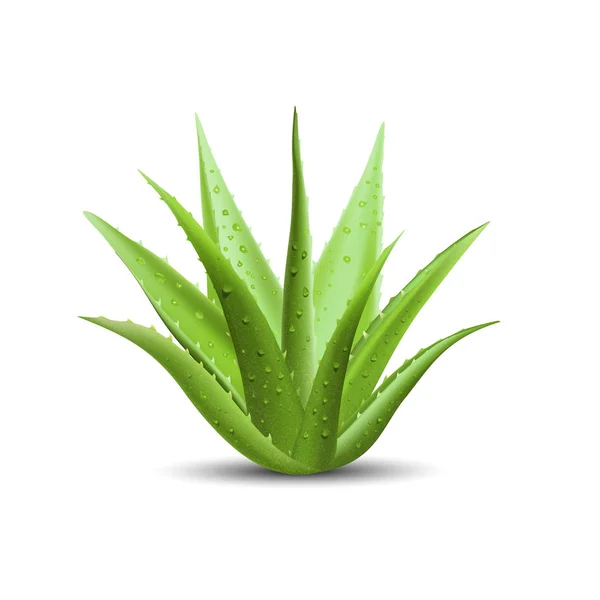 Aloe vera com gotas frescas de água — Vetor de Stock