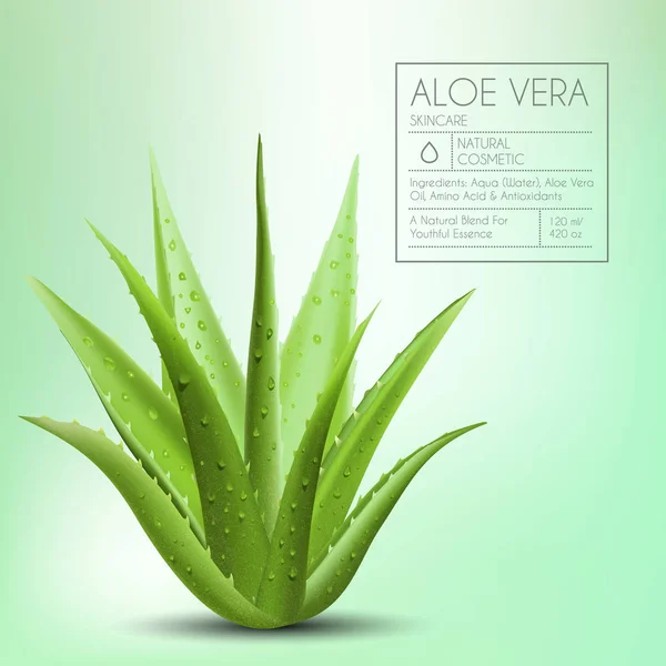 Aloe vera s čerstvým kapky vody — Stockový vektor