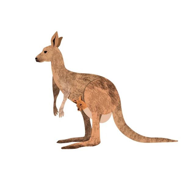 Red kangaroo carrying a cute Joey, isolated on clean white — Stock Vector