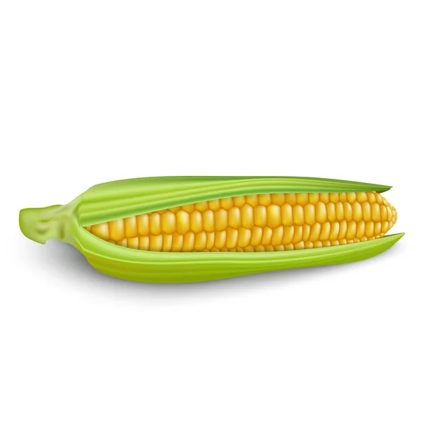 Corn cobs on white background. — Stock Vector