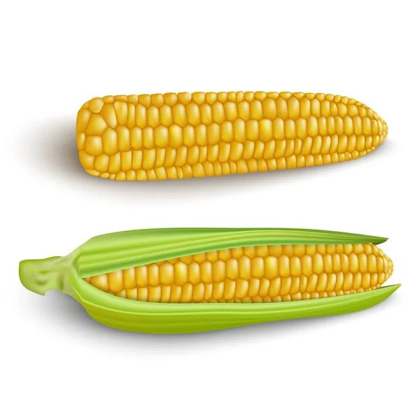 Mazorcas de maíz sobre fondo blanco. — Vector de stock