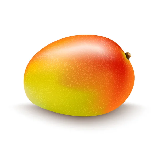 Fruto de mango aislado sobre fondo blanco — Vector de stock