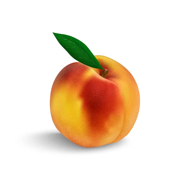 Персик, выделенный крупным планом — стоковый вектор