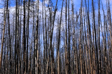 Çam ormanı bir yangından sonra
